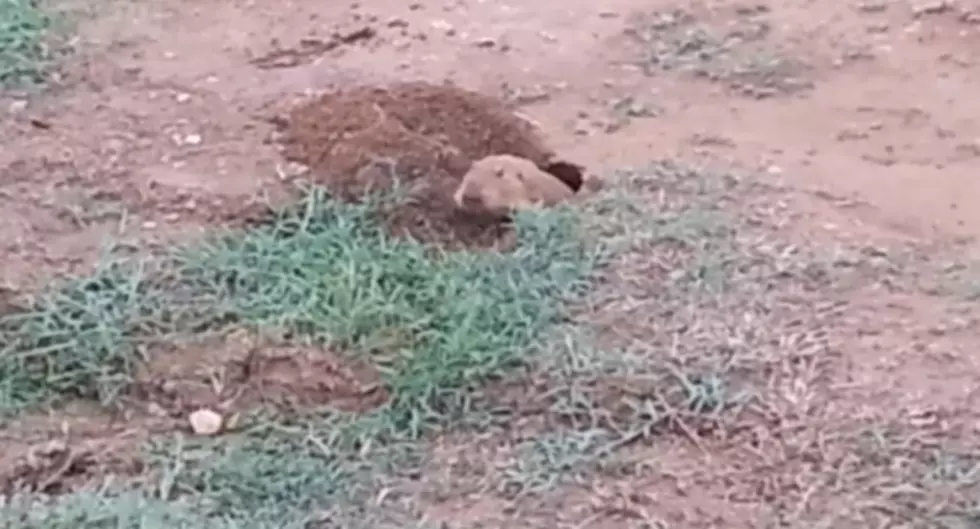 Adorable Prairie Dog Hard At Work During The Color Run In Amarillo [VIDEO]