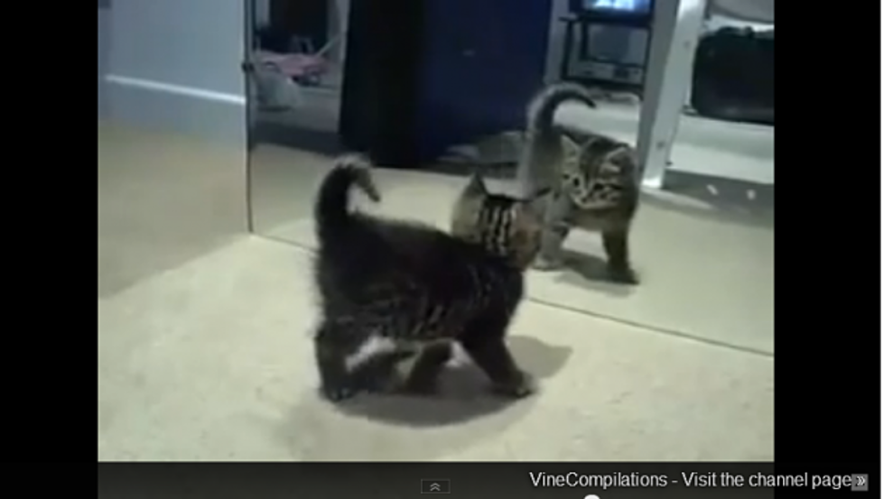 Cute Kitten Sees Itself In Mirror And The Results Are Adorable [VIDEO]