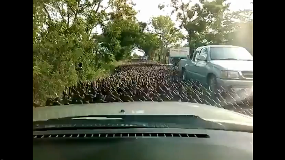 So. Many. Ducks: Watch A Brood Of Ducklings Crossing The Road [VIDEO]