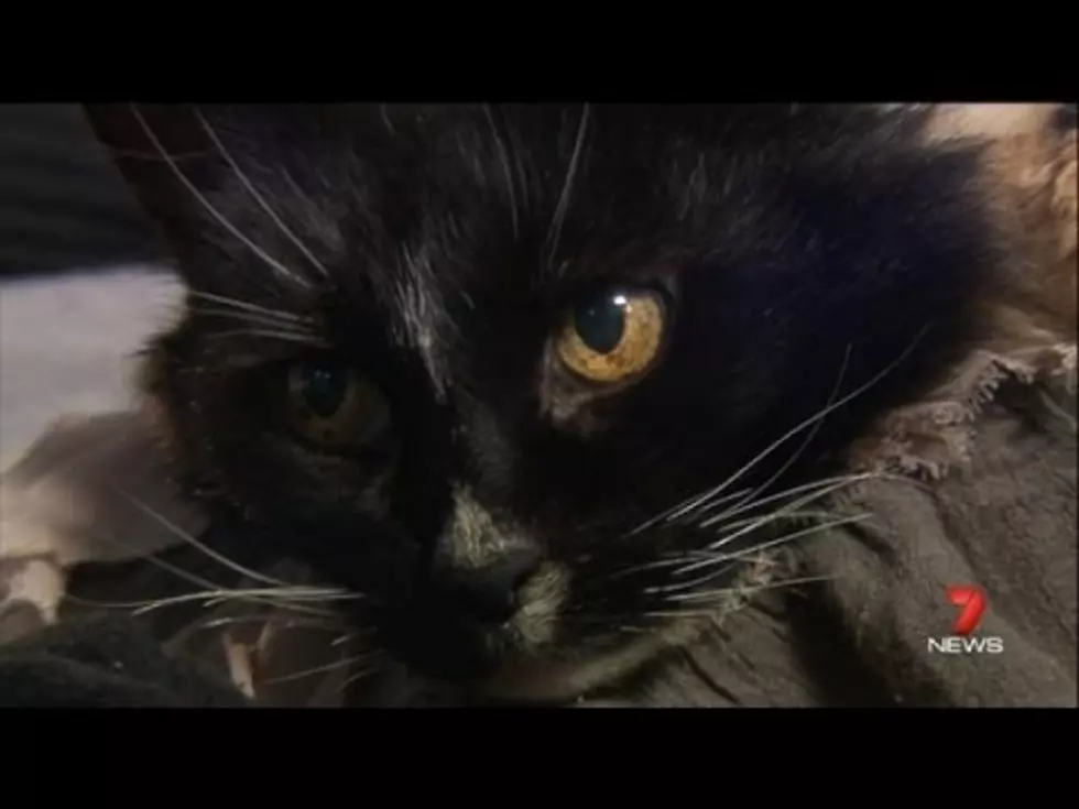 Missing Cat Returns Home After 13 Years