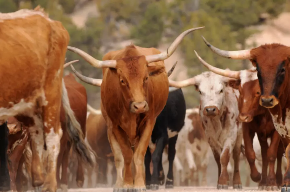 Cattle Drive Coming Through Downtown Amarillo This Thursday