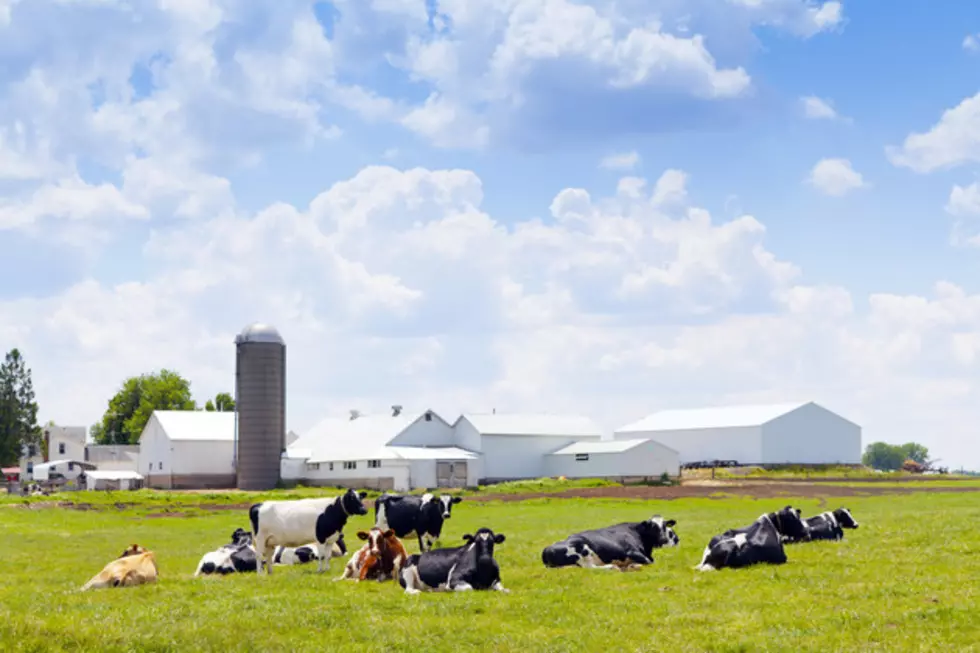 Dress Like a Cow - Get Free Food