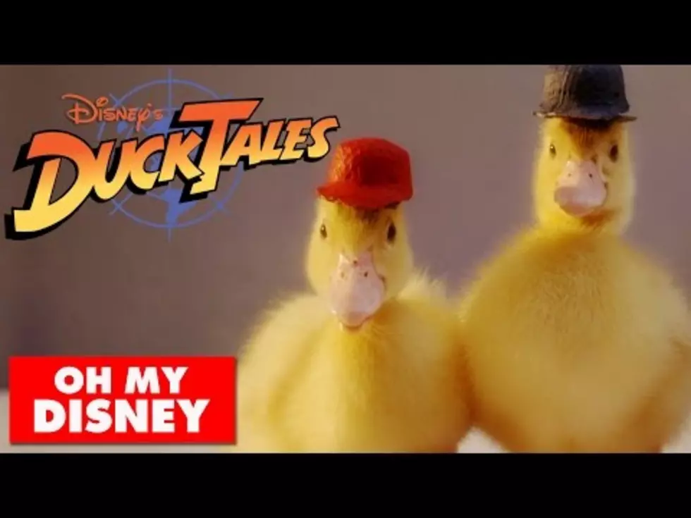 Duck Tales Theme Song With Real Ducks