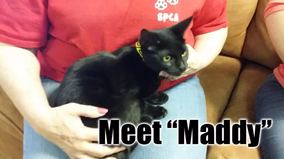Mix Pet of the Week: Maddy- ADOPTED!!!