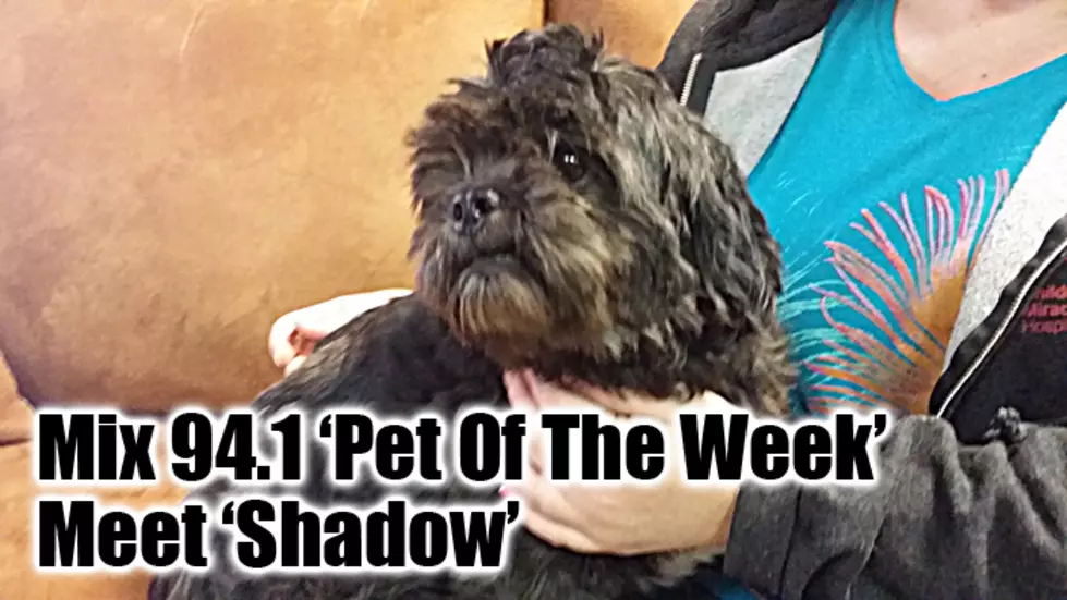 Mix Pet of the Week: Shadow
