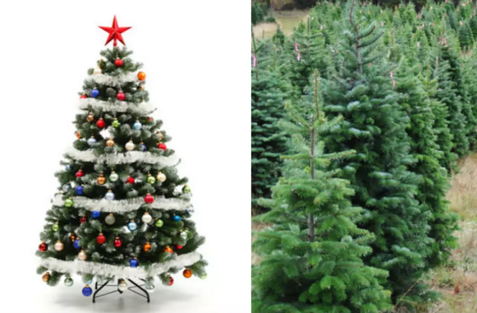 Christmas Tree – Real or Fake
