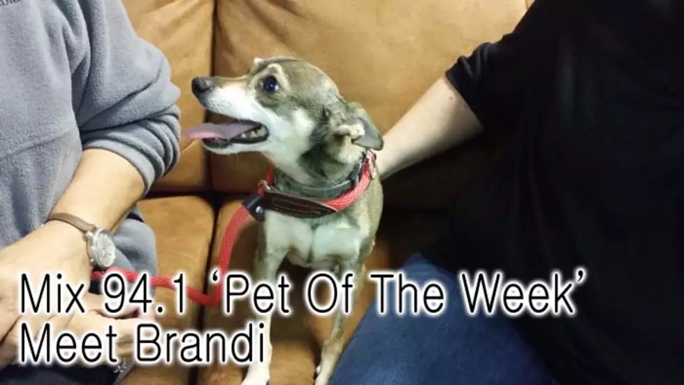 Mix Pet of the Week: Brandi