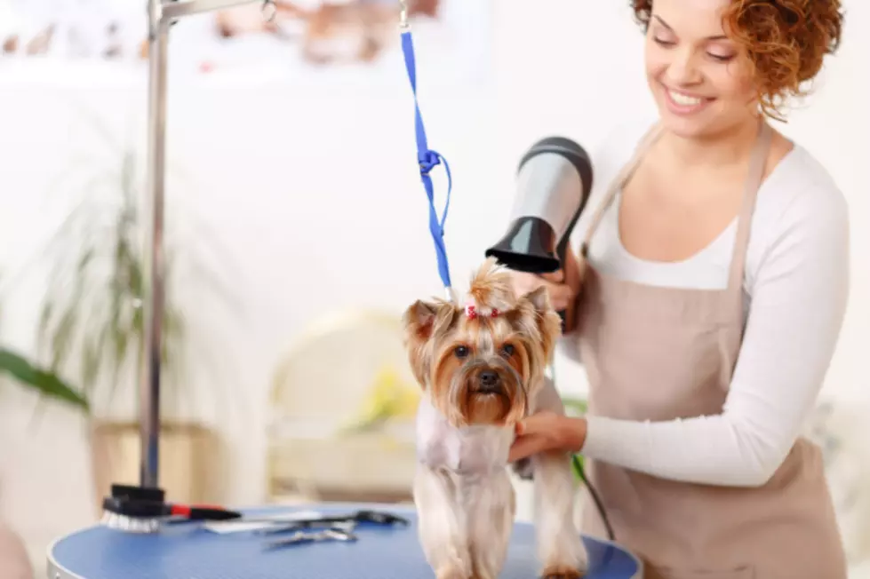 How It&#8217;s Made: How a Dog Gets Groomed