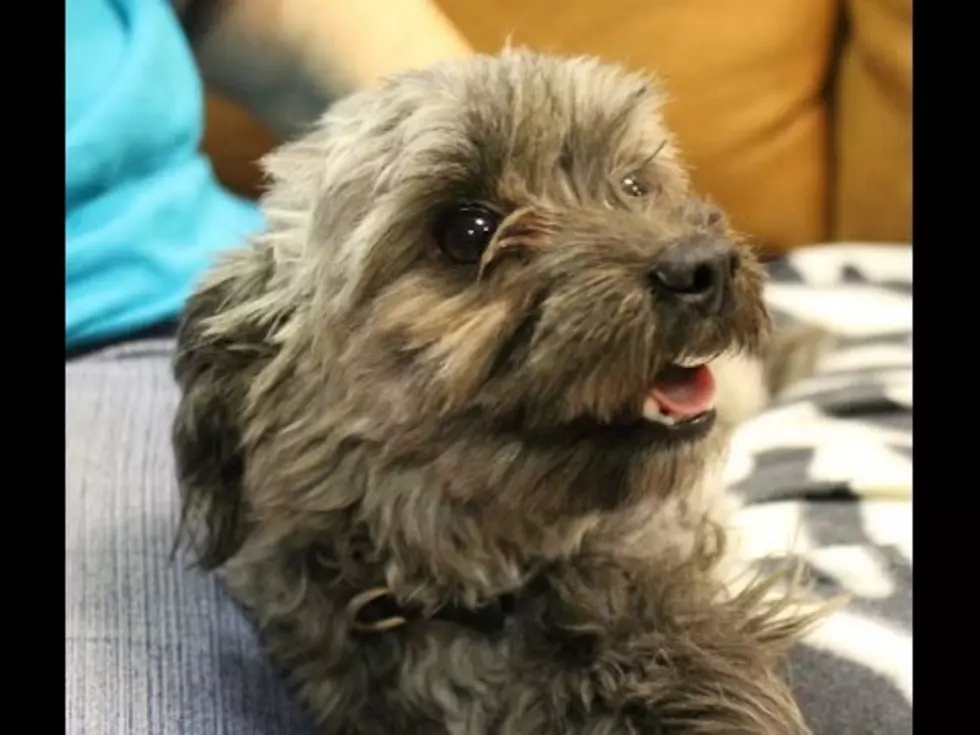 This Salt and Pepper Poodle Mix Will Melt Your Heart