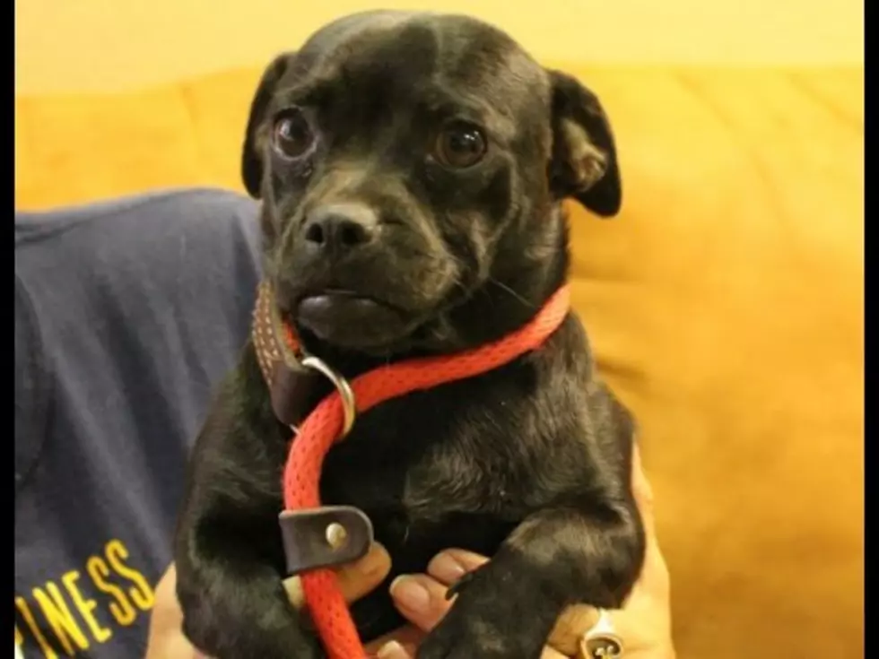 This Cute Little Pug/Dachshund Is Super Excited to Meet You