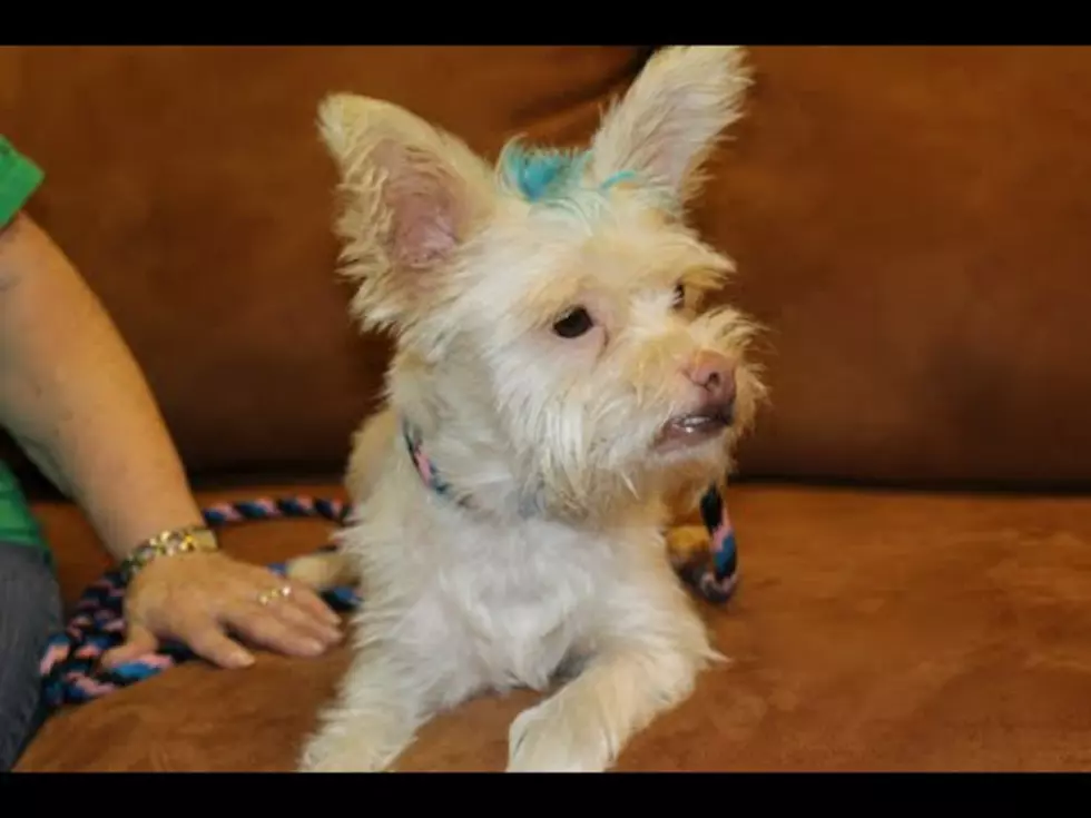 This Punk Rock Terrier Needs A Forever Home