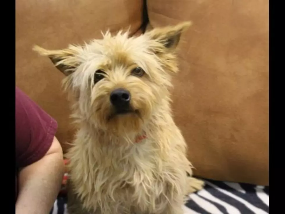Griffin is the Cuddle Terrier You Never Knew You Needed