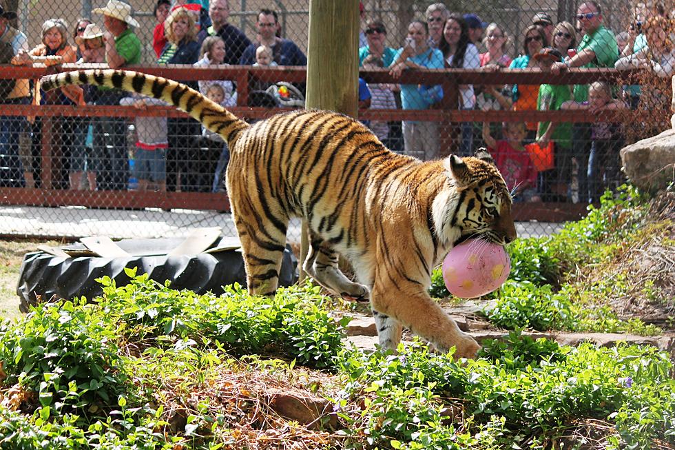 The Amarillo Zoo Offers Some Eggcitement this Weekend