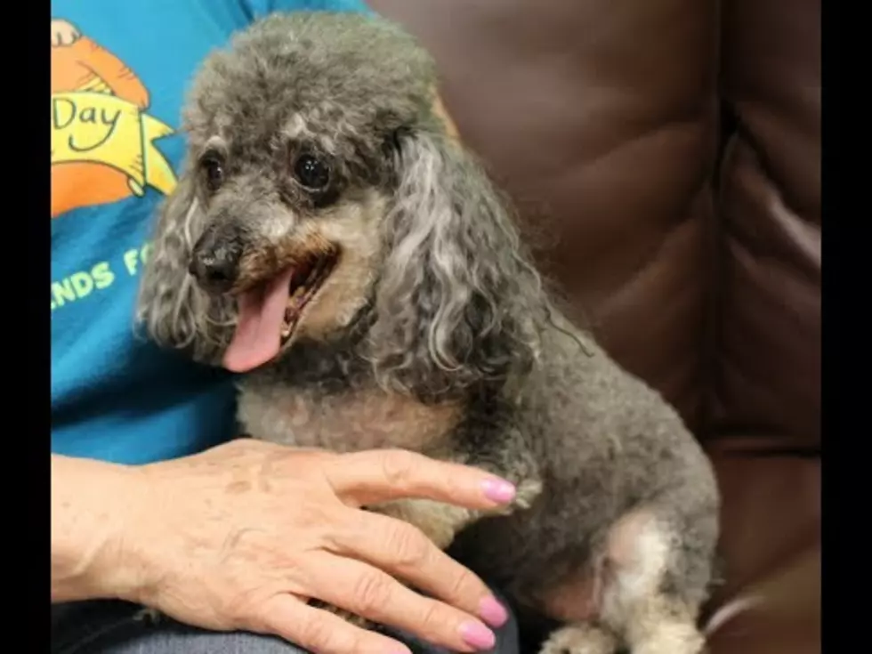 Olly the Poodle Needs a True Forever Home