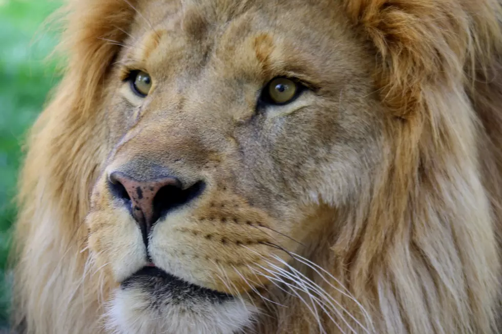 The Amarillo Zoo Celebrates the King of the Jungle on World Lion Day