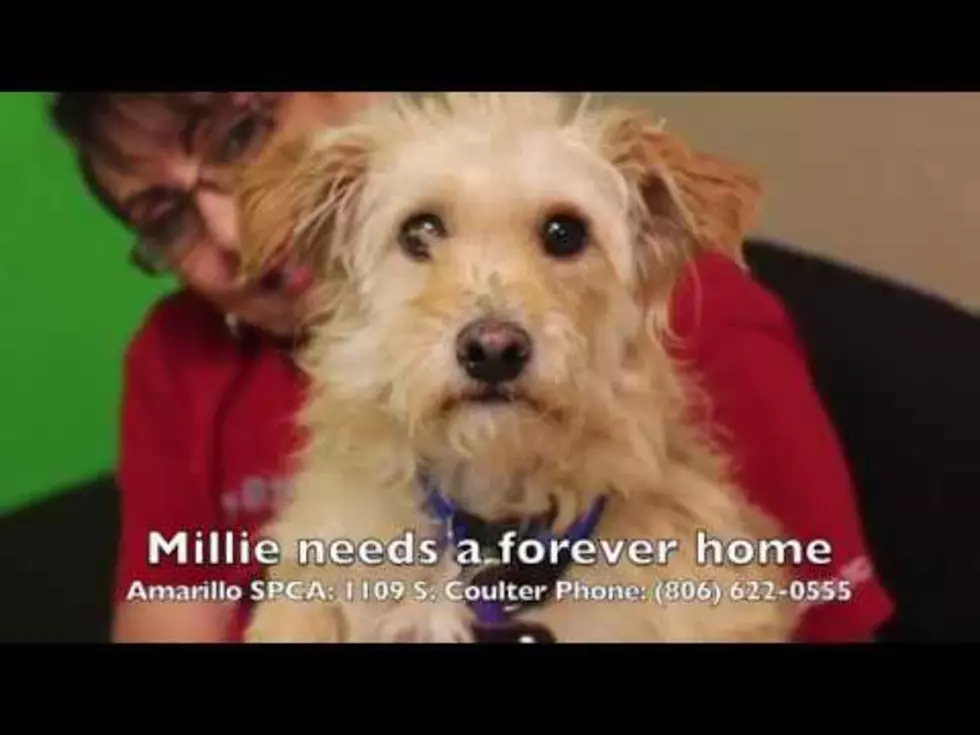 Magnificent Millie is Needing a Loving Family to Call Her Own