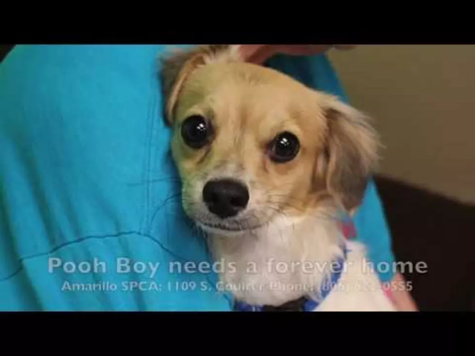 Pooh Boy’s Owner Was Killed in a Wreck and Now He and His Sister Need a New Home