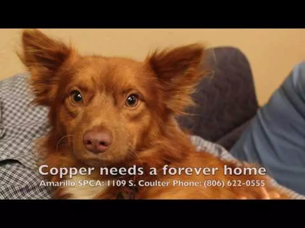 Cute Copper Needs His Forever Family
