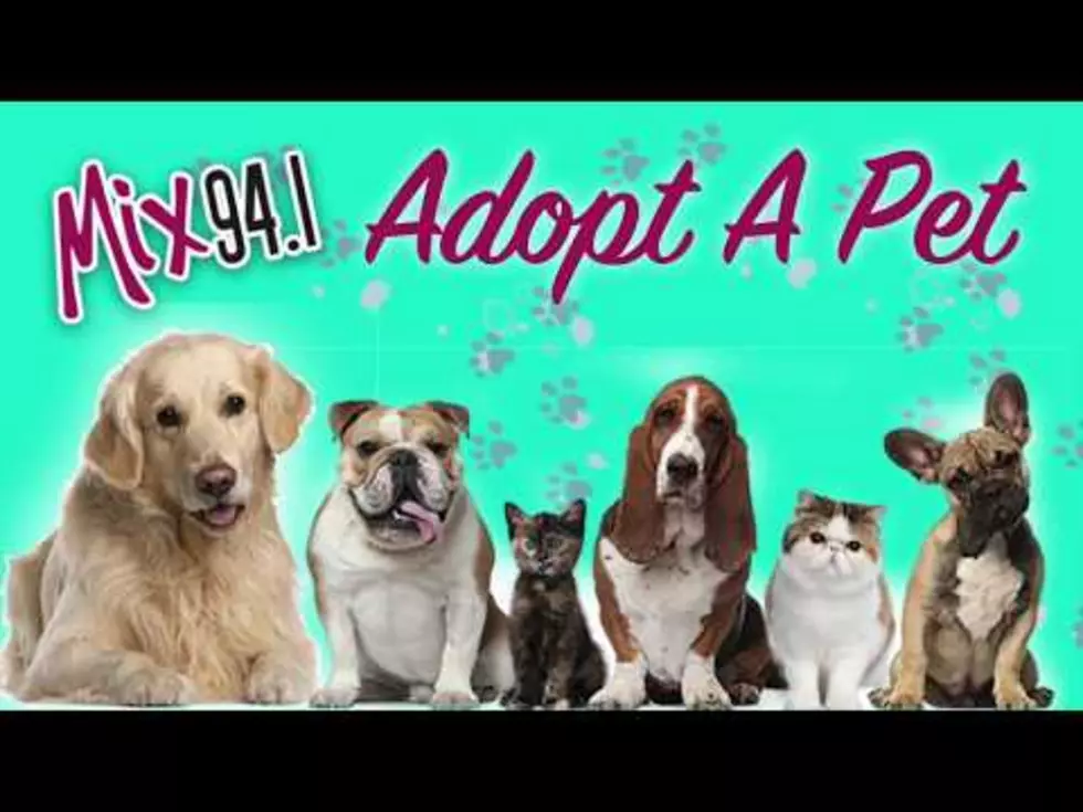 Mix Adopt-A-Pet