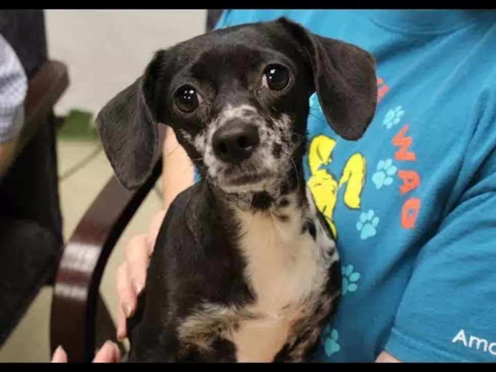 Kirby the Unique Chiweenie Needs a Forever Home