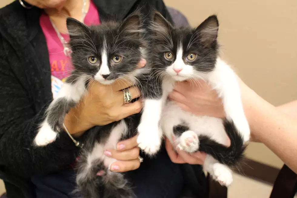 Ben and Bandit are the Purrfect Addition to your Family