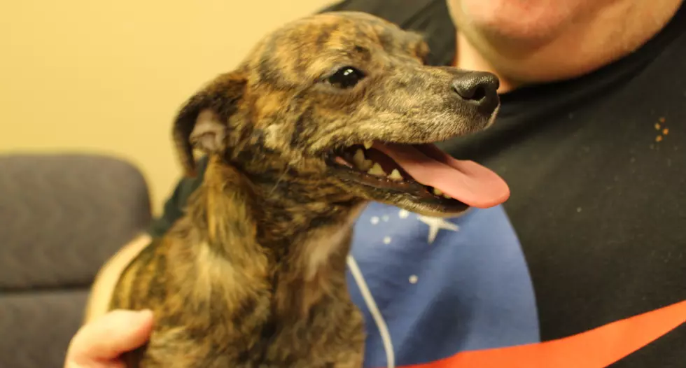 Lilly the Greyhound Would Be Grateful for a Home