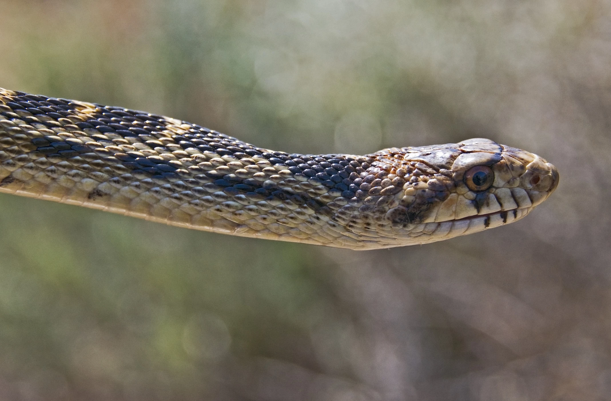 Woman Finds 12-Foot-Long Snake in Her Bathroom