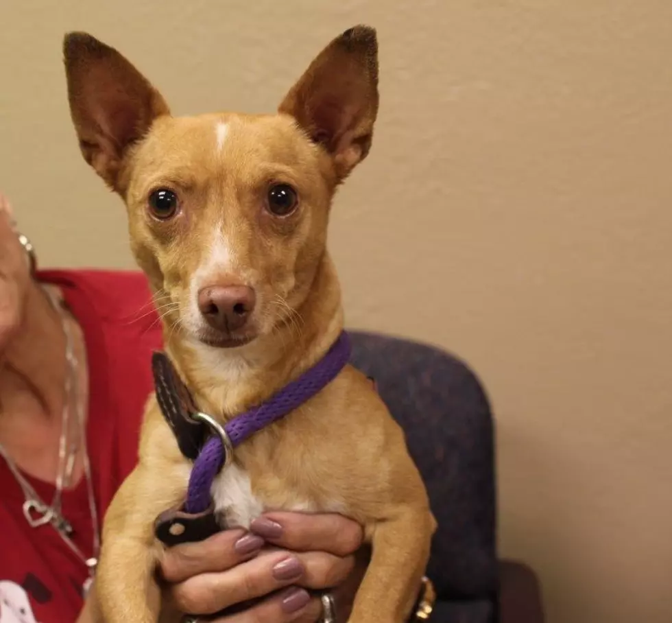Fernando the Feisty Chiweenie Needs a Home