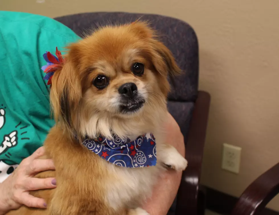 Gizmo the Gorgeous Peke Needs a Forever Home