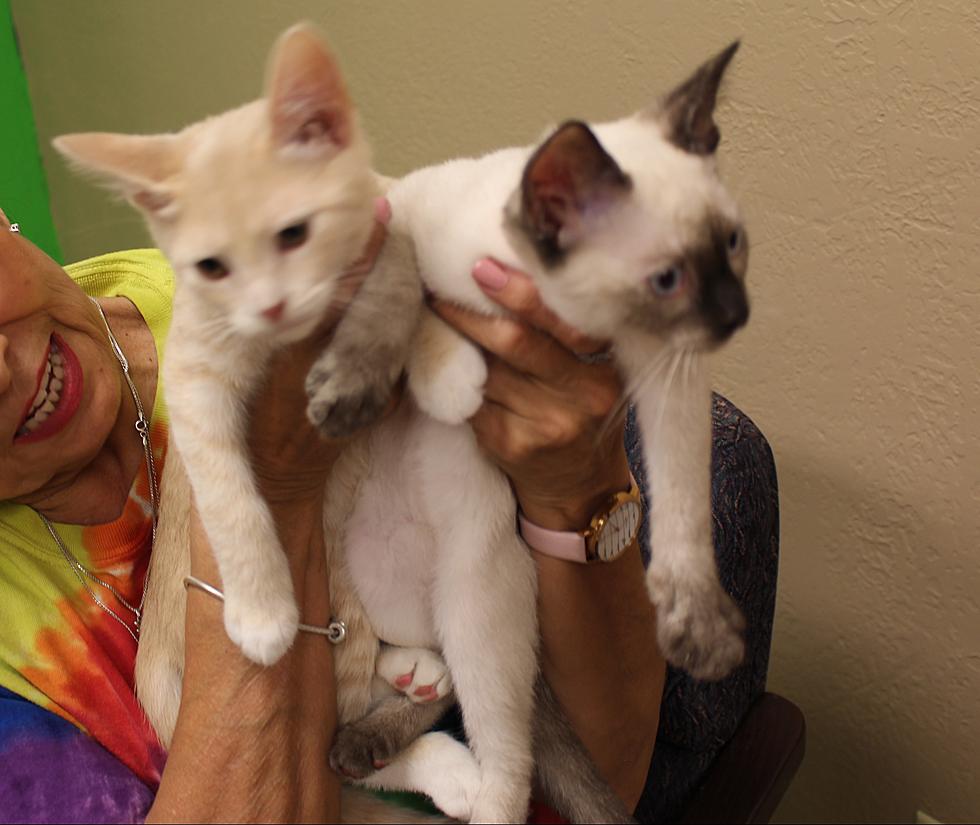 Bono and Betsy Need a Purrfect Home
