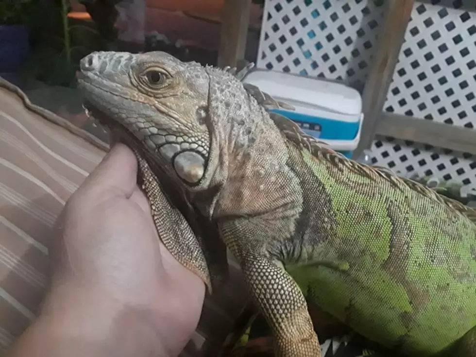 Local Special Needs Child Has Pet Iguana Stolen From Home