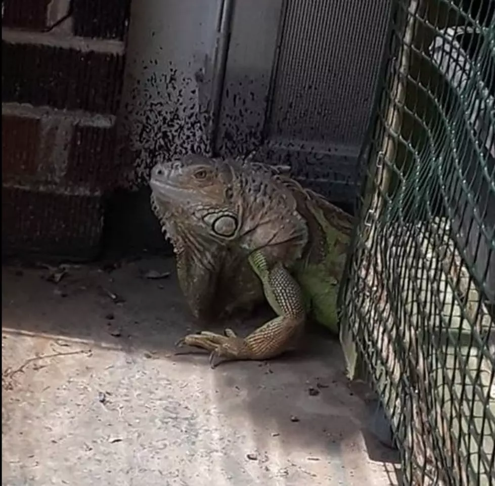 Amarillo Special Needs Child has Stolen Iguana Returned