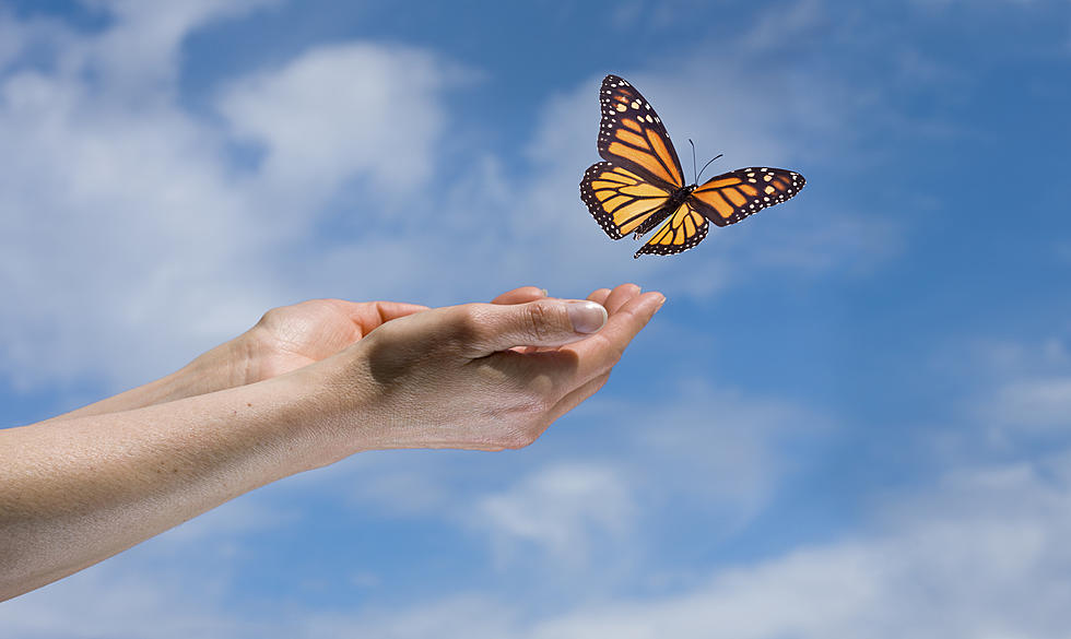 Wings of Hope: A Butterfly Release in Amarillo