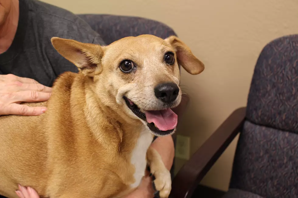 Taz the Chubby Chiweenie Will Bring the Joy to Your Family