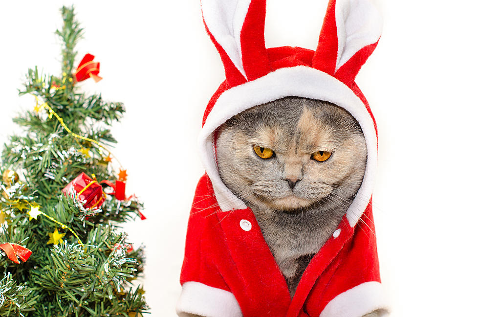 The Yule Cat, A Christmas Cat That Will Eat You