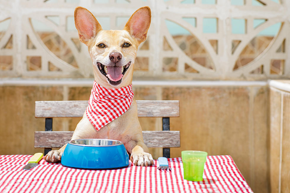 Texas Senate OK’s Dogs On Restaurant Patios