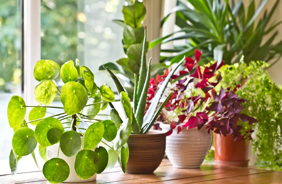 Mix 94.1 Health Tip of the Day: Does Having Plants Clean the Air?