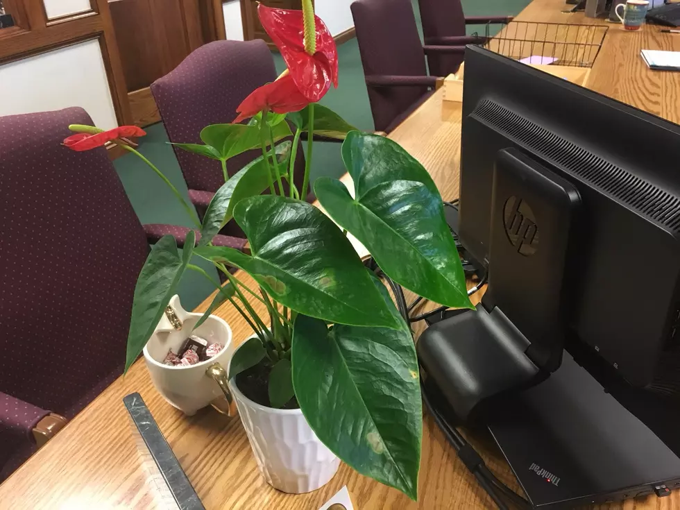 806 Health Tip: Fight Stress With A Plant At Work 