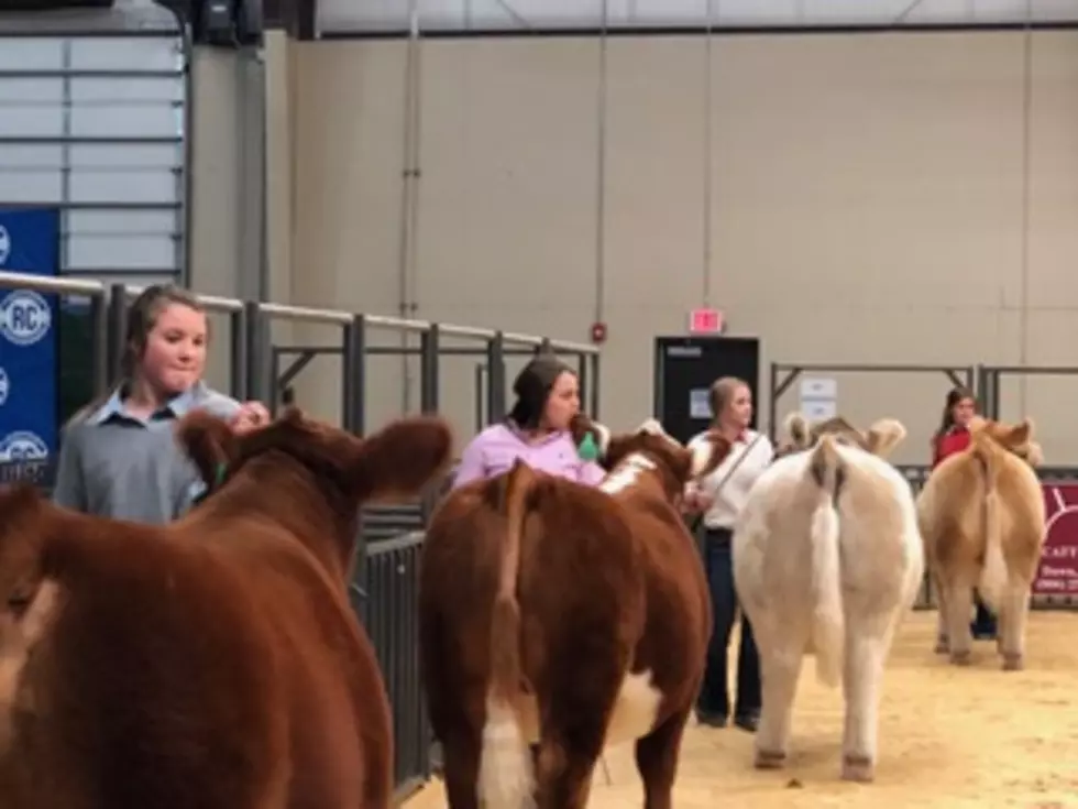 Canyon Teen Wins Grand Champion, Sets Record For Sale Of Steer