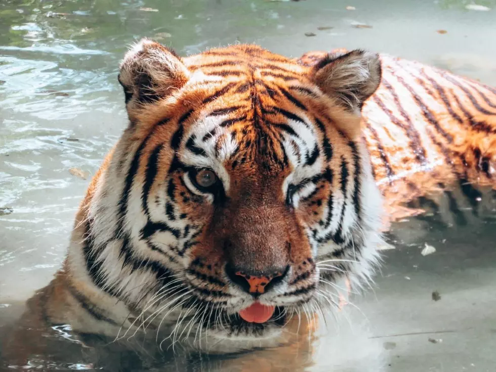 Amarillo Zoo Euthanized A Longtime Loved Tiger