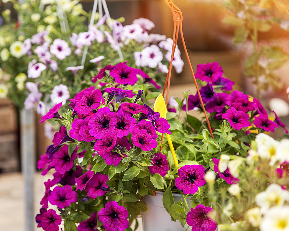 Plants In Amarillo Heat? Here&#8217;s A Few That Survive Year Round.