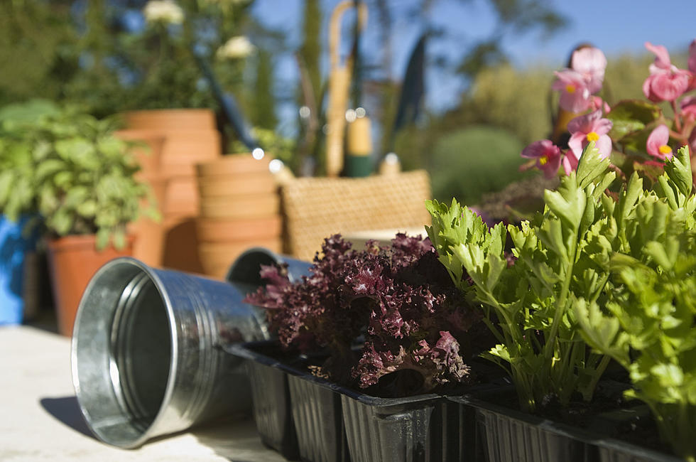 It Could Be Time to Move Those Plants Outdoors in Amarillo