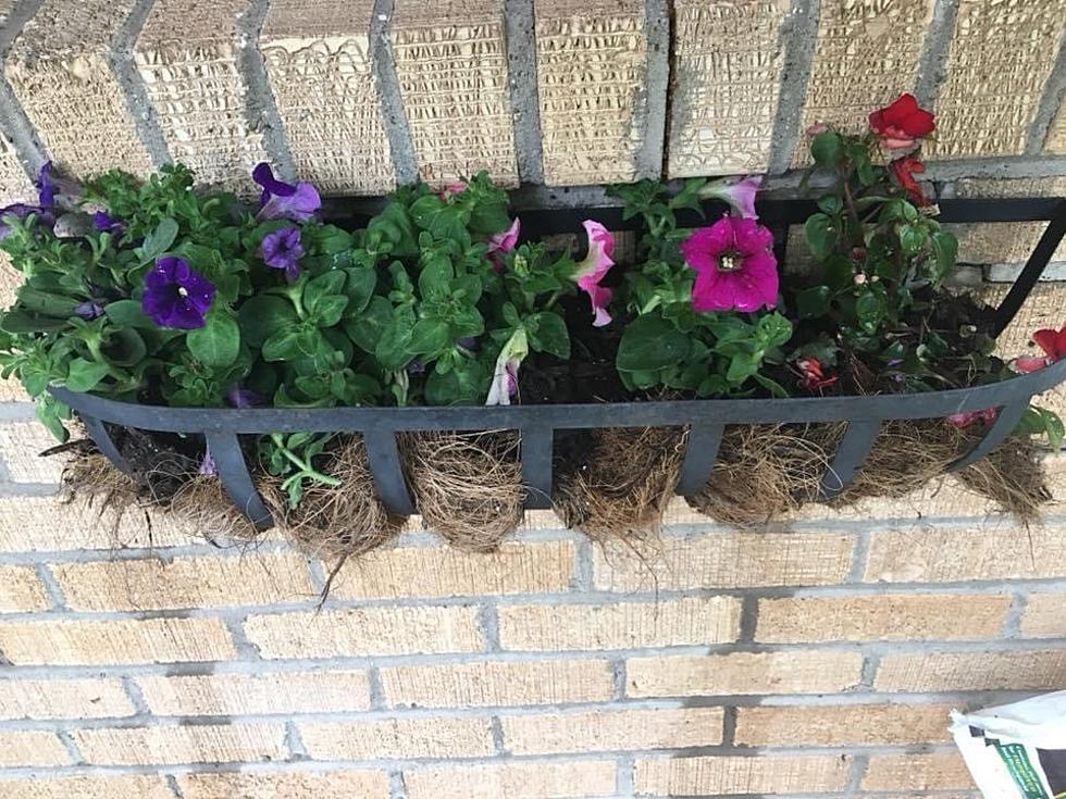 Flower Beds are Good for Your Soul and Home Value