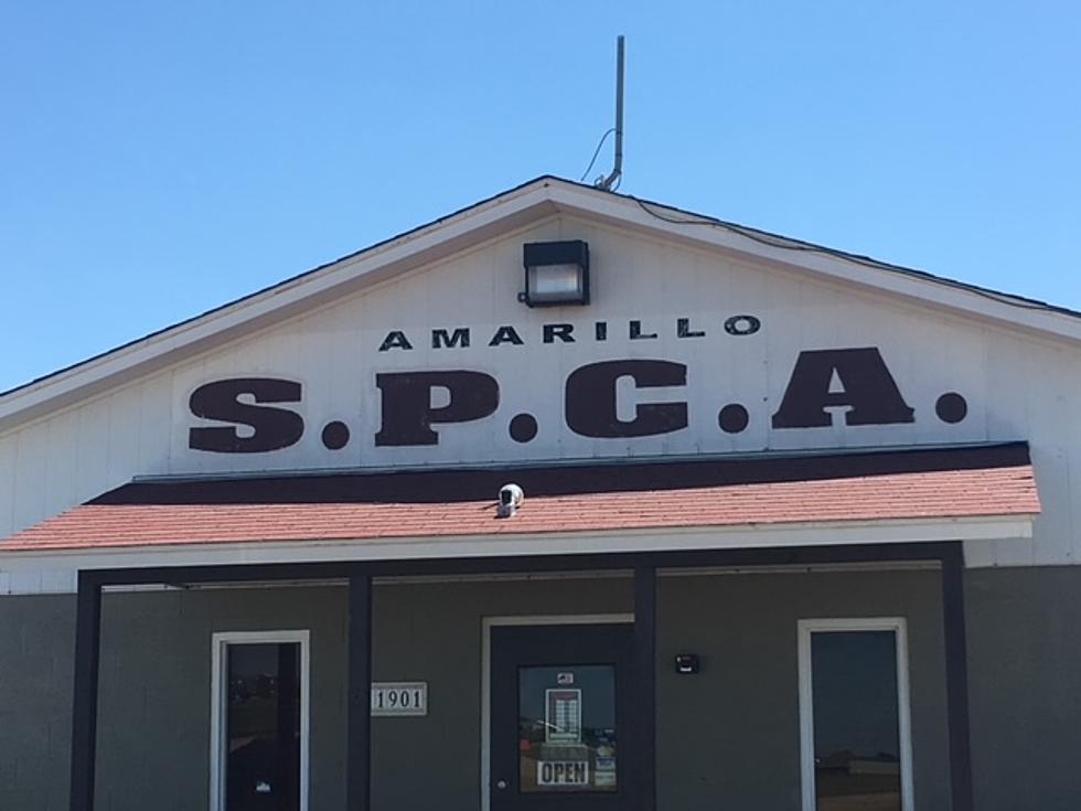 Amarillo Garage Sale to Help the Animals of the Area 