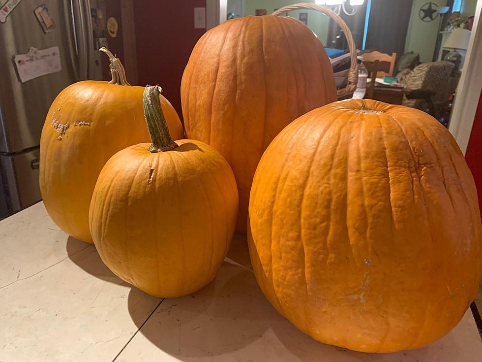 Pumpkin Season Starting Early in Amarillo