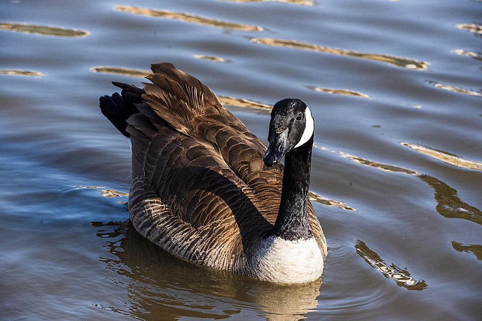 Should You or Should You Not Feed Ducks Bread When at the Park?