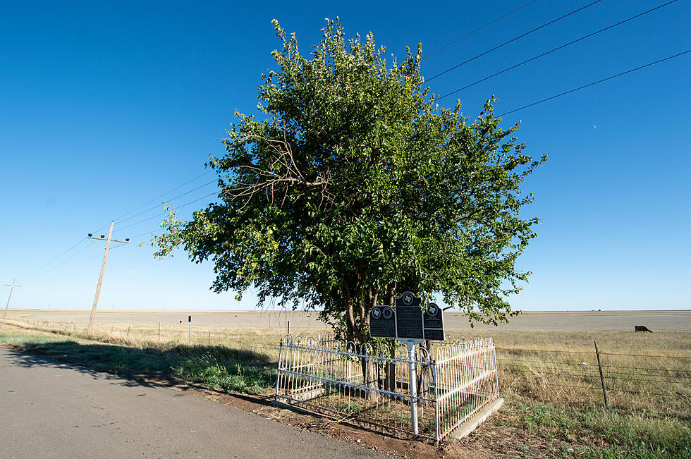 Know The Sadly Funny Story Of The Texas Panhandle&#8217;s First Tree?