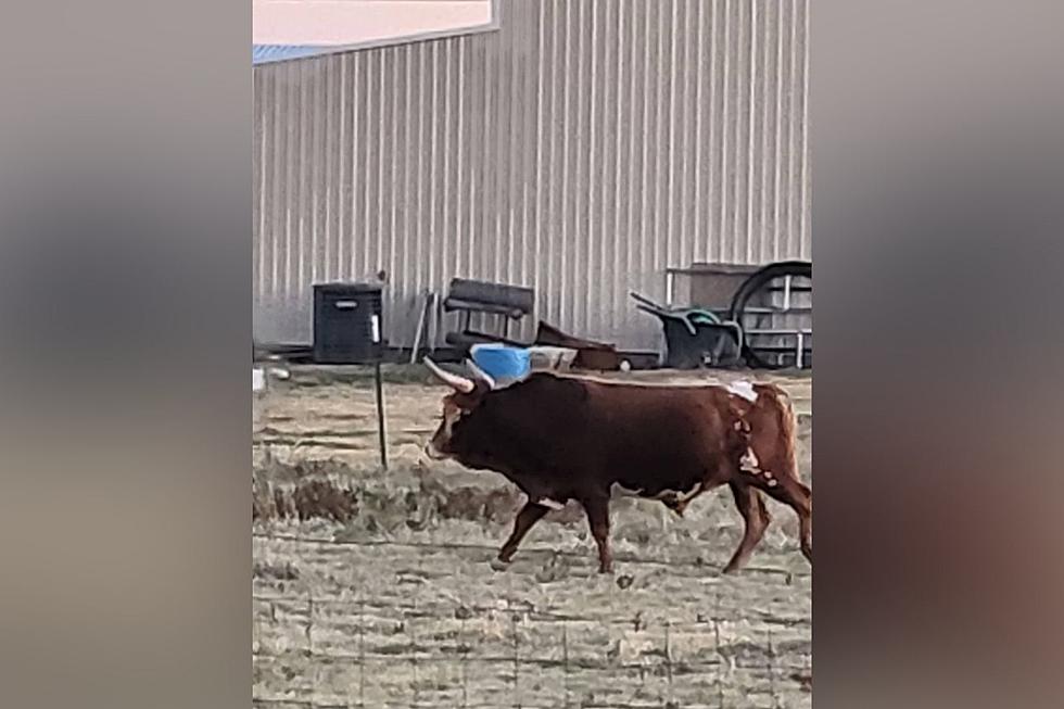 Who Do You Call When A Big Stray Bull Wanders Into Your Yard?