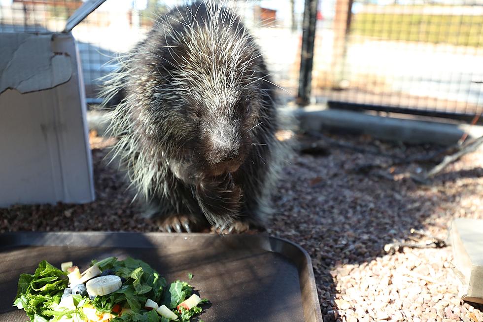 Amarillo Zoo Welcomes New Resident Quill A Three-Legged Porcupine