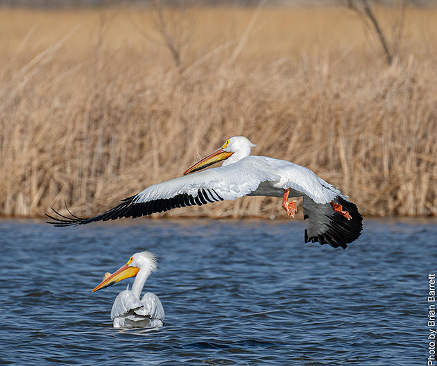 Where Can You Go to Find Pelicans Hanging Out in Amarillo?